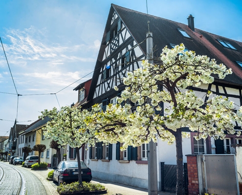 Die Karlsruher Straße mit einem Fachwerkhaus und blühenden Bäumen im Vordergrund an einem sonnigen Frühlingstag