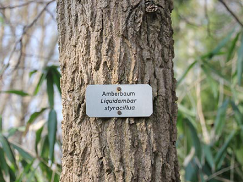 Ein Baumstamm mit einem kleinen Schild auf dem die Lateinische Bezeuchnung des Baumes steht