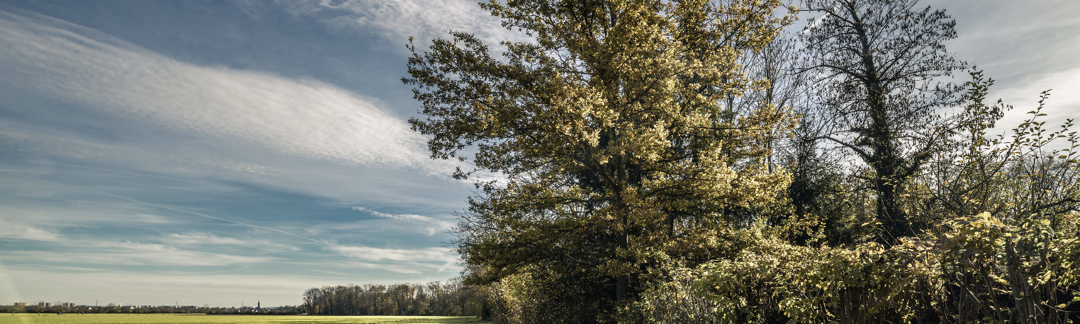 Ein Feld mit Linkenheim-Hochstetten in der Ferne